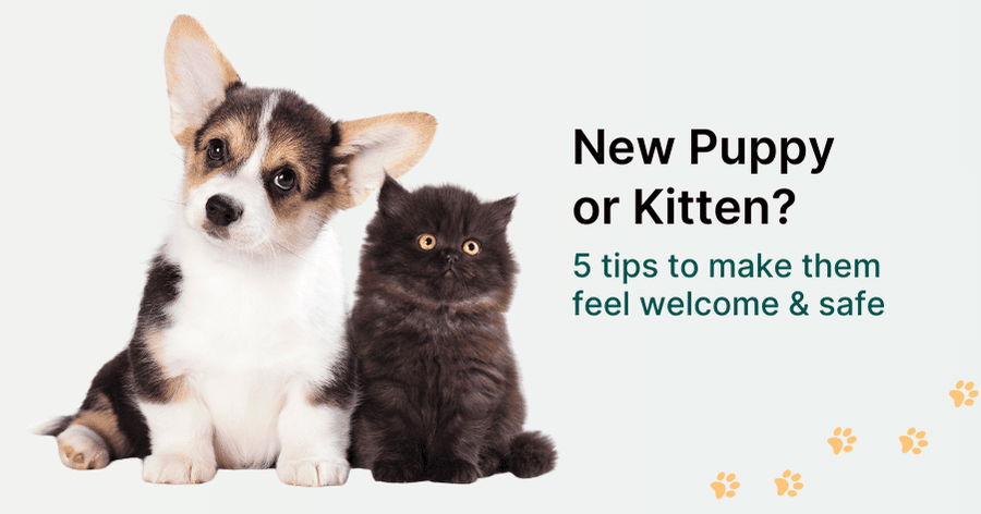 Make Your New Pet Feel at Home