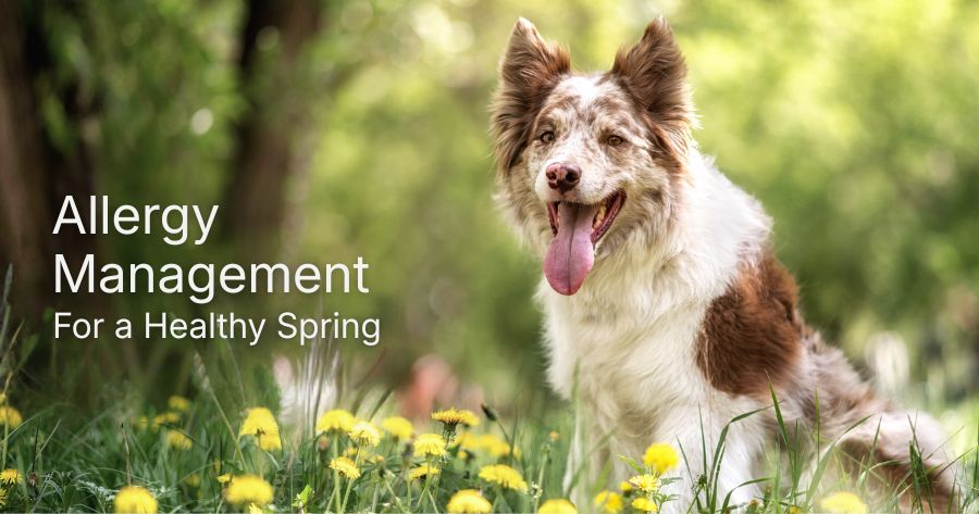 Seasonal Allergies in Omaha Pets