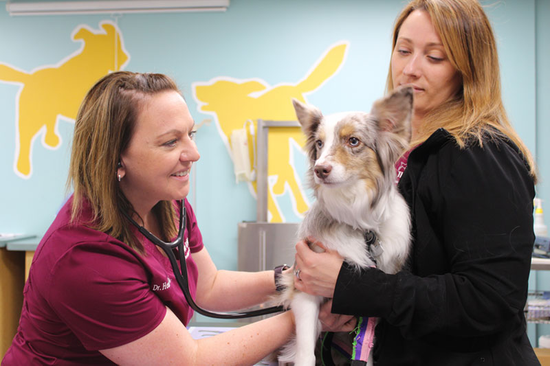 Omaha pet wellness exams