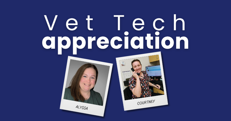 A Day in the Life of a Licensed Veterinary Technician