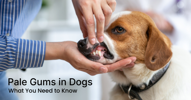 Pale Gums in Dogs: What You Need to Know