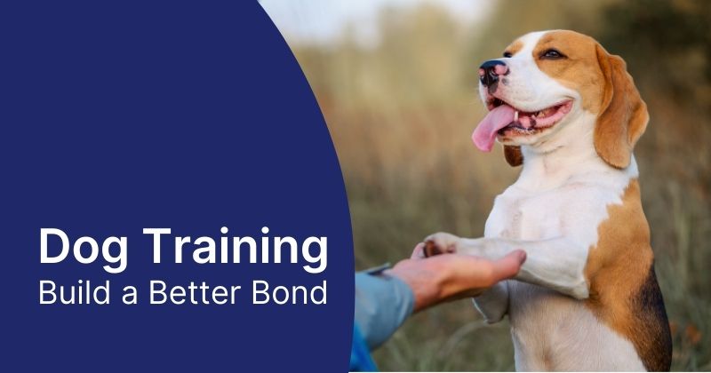 Dog Training Tips and Tricks