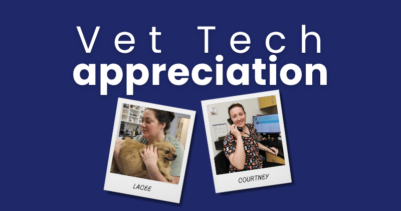 A Day in the Life of a Licensed Veterinary Technician