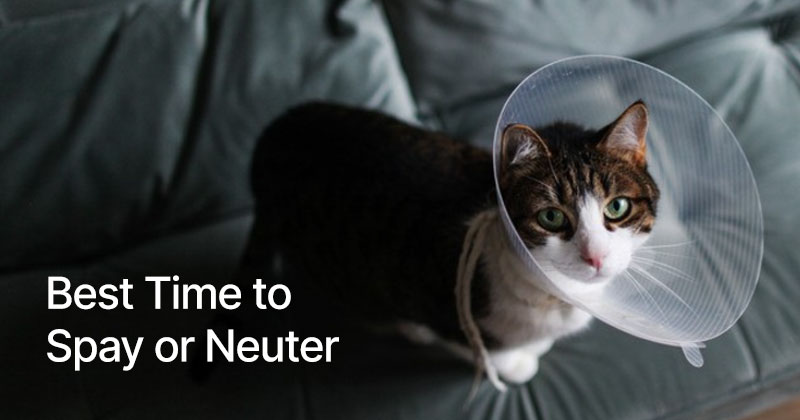 Best Time to Spay or Neuter a Cat