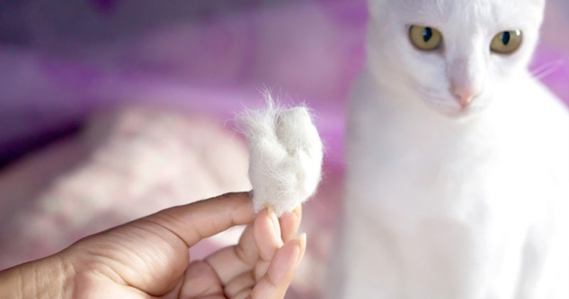 Reasons Your Cat's Hair is Falling Out