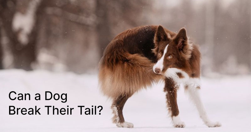 Can a Dog Break Their Tail?