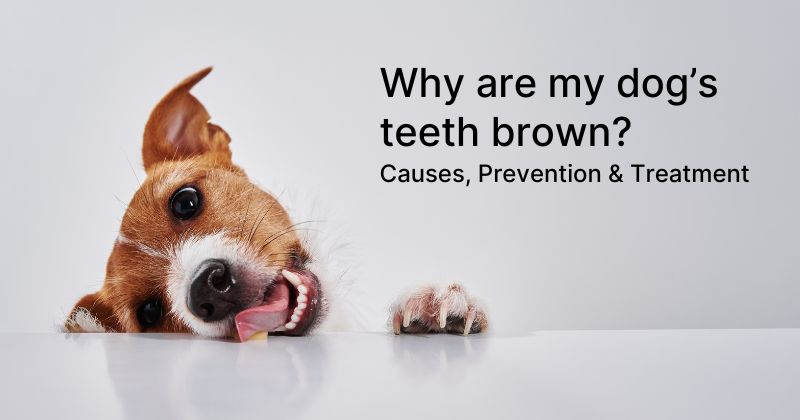 Why Are My Dog’s Teeth Brown?