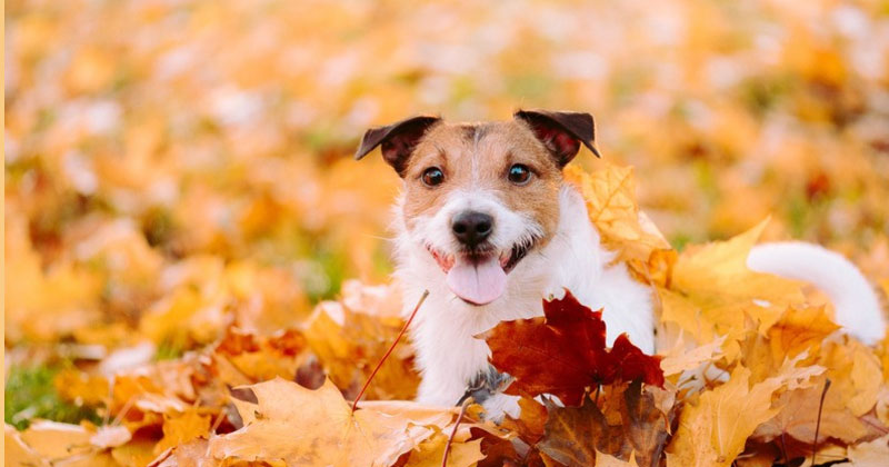 Thanksgiving Foods Your Dog Can & Can’t Have