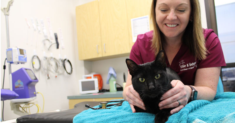 Cat Care