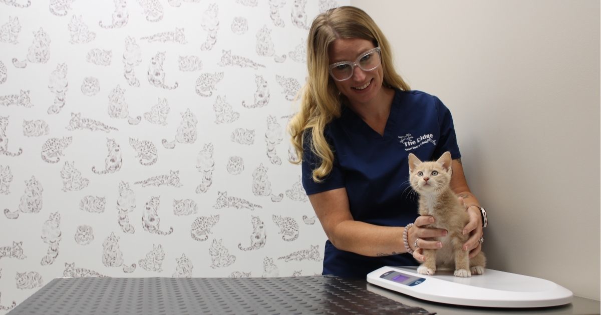 Kitten Care